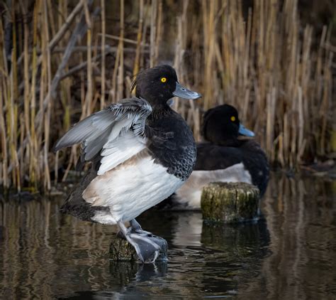 Tufted Duck - Owen Deutsch Photography