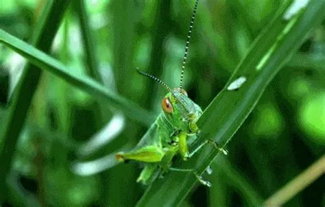 What Do Grasshoppers Eat? - Ultimate Guide to Grasshopper Diet • Animals Answers