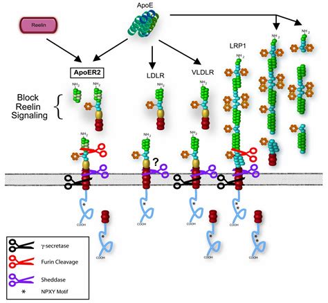 The generation and function of soluble apoE receptors in the CNS ...