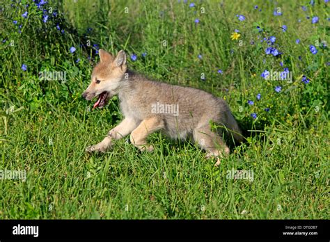 Wolf, cub, 8 weeks / (Canis lupus Stock Photo - Alamy