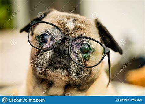 Pug dog wearing a glasses stock photo. Image of nature - 256592772