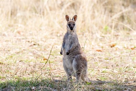 Whiptail Wallaby – AHP Wild