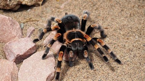 How to Care for a Tarantula – Talis Us