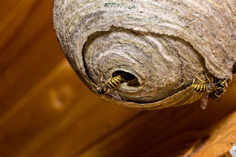 What To Do If You Find A Wasp Nest In Your House - Wemogee.com