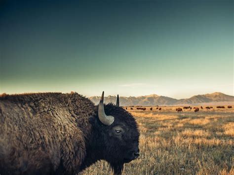 Bison at Zapata Ranch | The Nature Conservancy in Colorado