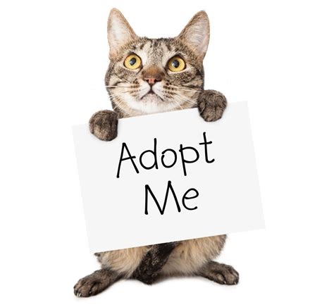 Advice for when you adopt or foster a cat - Paws Rescue Qatar