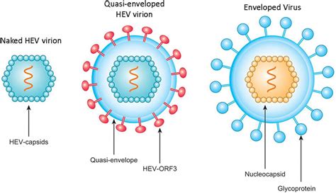 Hepatitis E Virus Antigens - Creative Diagnostics