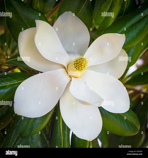 Magnolia flower in Natchitoches, a city in and the parish seat of Natchitoches Parish, Louisiana ...