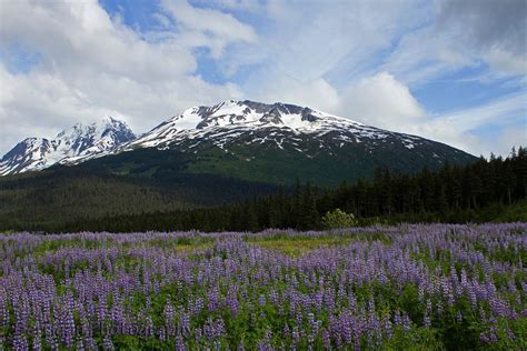 Lupine Fields in Bloom, Alaska 2025 - Rove.me