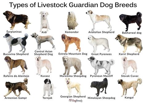 List of Best Livestock Guardian Dog Breeds | 101DogBreeds.com | Livestock guardian, Livestock ...