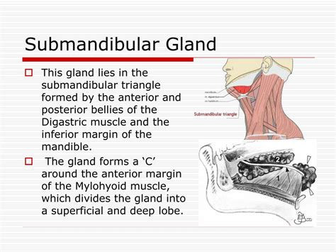 Submandibular Salivary Gland Duct