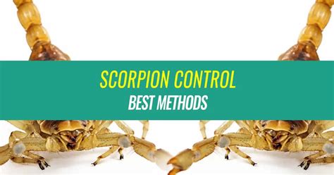 Best Scorpion Control Methods – Loveall Pest Control | Maricopa Casa Grande