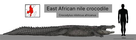 East African nile crocodile (specimen Gustave) by Sobek1926 on DeviantArt