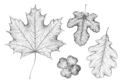 How To Draw A Leaf Easy Step By Step at Drawing Tutorials