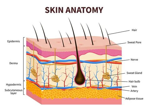 Human skin. Layered epidermis with hair follicle, sweat and sebaceous By Microvector ...