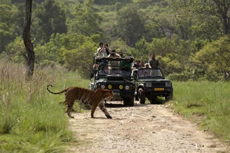 Best Tiger Safari Tour of India - India Tiger Safari Tour Package