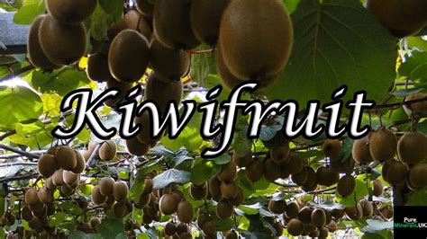 Kiwifruit Health Benefits – Pure Minerals UK