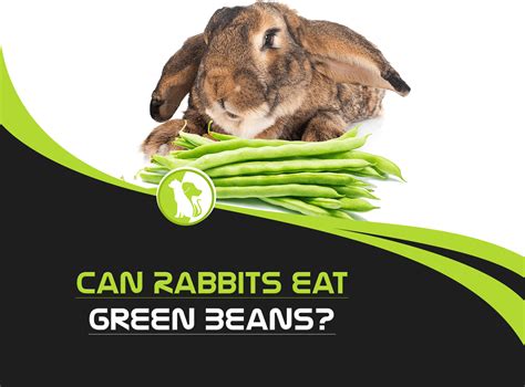 Can Rabbits Eat Green Beans?