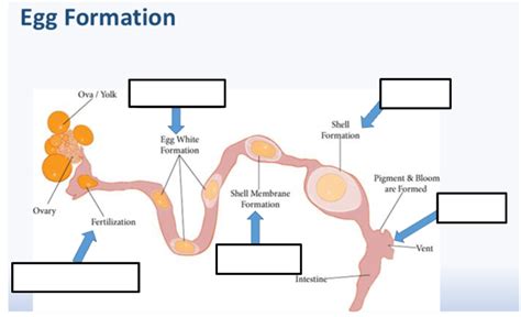 Egg formation diagram Diagram | Quizlet