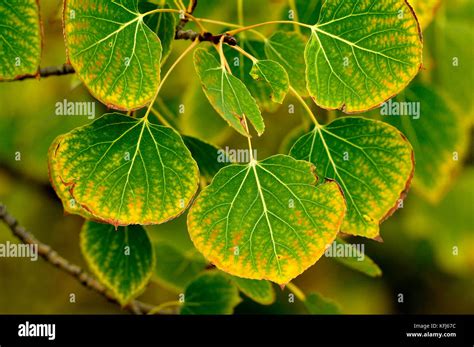 A horizontal close up image of Aspen tree leaves turning the bright ...