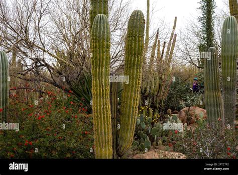 Photograph of various cacti on display at the Desert Botanical Garden, Phoenix, Arizona, USA ...