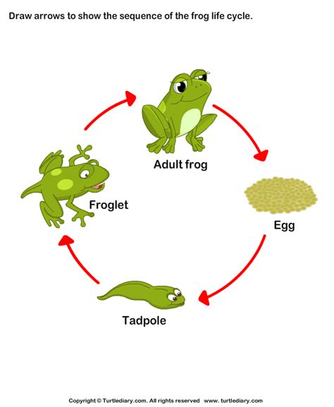 Wood Frog Life Cycle