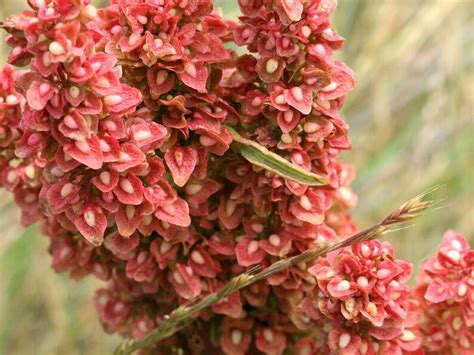 Yellow Dock Seeds Rumex crispus Organic Sour Dock Curly | Etsy