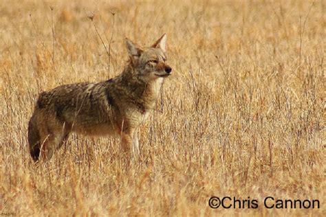 Tennessee Watchable Wildlife | Coyote (Hunted)