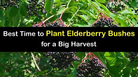 Growing Elderberry Bushes - Hands-on Tips for When to Plant Elderberries