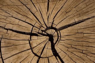 Cracked Tree Stump Texture | cracked tree stump texture | Flickr