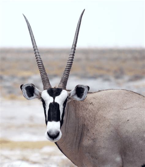 Oryx (Antelope) Facts, Diet & Habitat Information