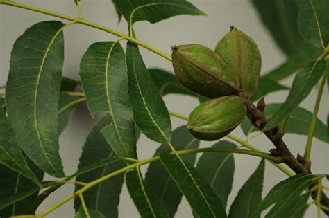 Pecan Tree Diseases » Tips for Identification & Control