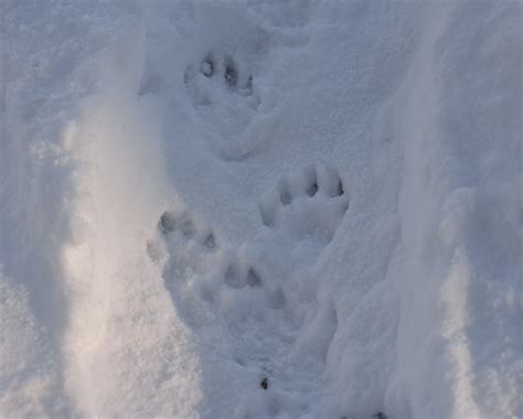 Beaver Tracks In Snow | The tracks of Beaver (Caster Canaden… | Flickr