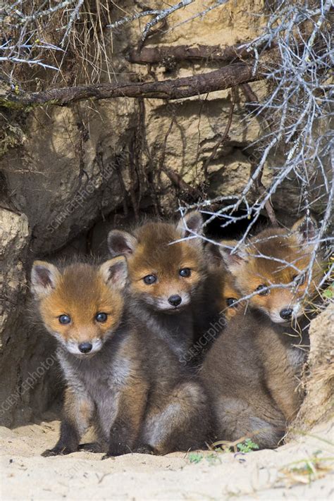 Red fox cubs in a den - Stock Image - C054/9215 - Science Photo Library