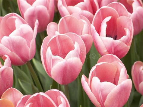 Pink Tulips Up Close stock image. Image of macro, close - 101775