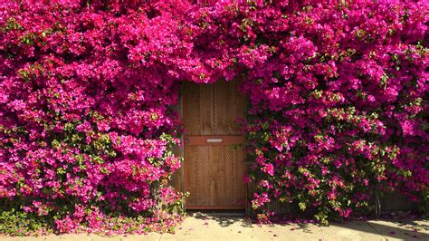 Download Pink Flower House Bougainvillea Flower Man Made Door HD Wallpaper