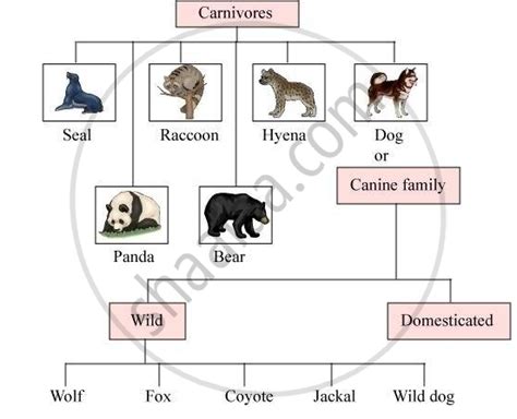 Wolf To Dog Family Tree