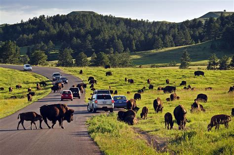 Wildlife Loop Road: A Wild Drive through Custer State Park | blog.visitrapidcity.com | Custer ...