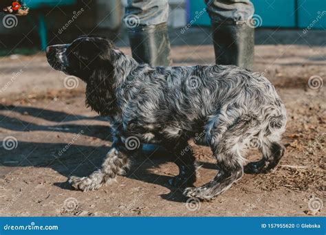 Hunting Spaniel Dog Playing in Yard Stock Photo - Image of playful ...