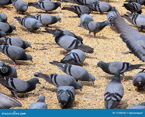 Feeding pigeon birds stock photo. Image of lunch, grey - 17100242