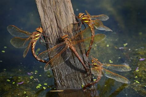 Dragonfly Larvae In Water