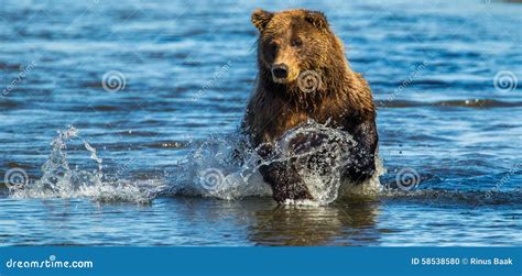 Bear Fishing stock photo. Image of panoramic, coastal - 58538580