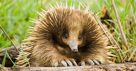 Susipažinkite – keisčiausi Australijos gyvūnai | PasaulisKišenėje.lt