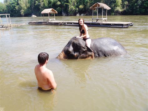 Elephant Bathing. Bangkok, Thailand. Hippopotamus, Bangkok Thailand, Walrus, Bathing, Places To ...