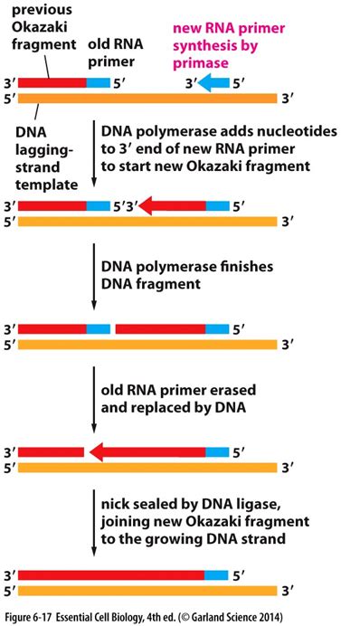 dna - Why do you need primers in PCR? - Biology Stack Exchange