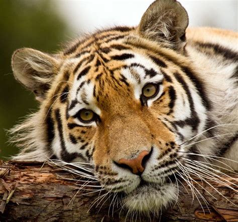 Chessington Zoo | Discover Animals