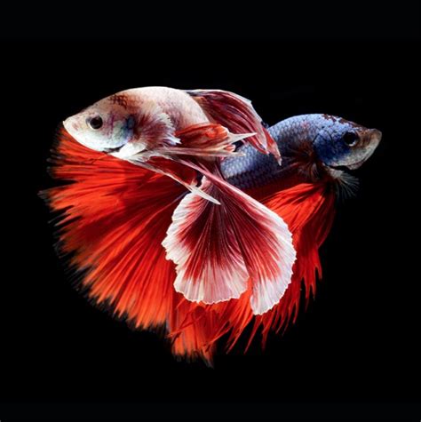 Stunning Portraits of Fish – Fubiz Media