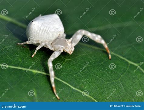 White Spider Stock Photography - Image: 14865772