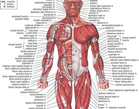 Achoshare: List of free Interactive web to explore 3D and 2D human ...