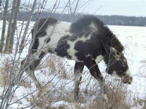 piebald moose | Animals, Rare animals, Animals of the world